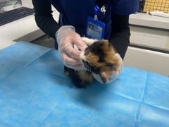 -达爱动物医院·犬猫分区·CT·复杂眼科(远洋山水分院)