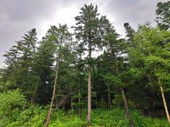 -五营红松林海景区