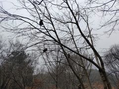-木兰云雾山