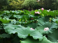 -陈家山荷花公园