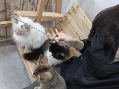 -楼上猫咖(罗湖店)