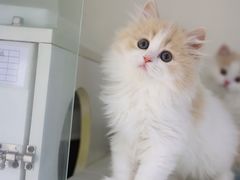 -lincat·猫舍(广州店)