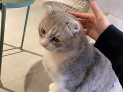 头牌可爱小卷耳-猫儿山۰猫主题餐厅