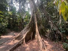 -中国科学院西双版纳热带植物园
