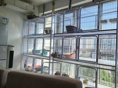 -喵百万·布偶·蓝金金渐层英短·猫舍(百子湾店)