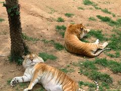 -西霞口神雕山野生动物世界