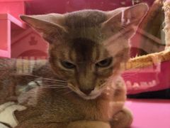 -猫小院猫主题咖啡厅(北锣店)