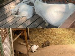 -宫城藏王狐狸村