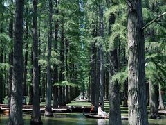 -渌洋湖湿地公园