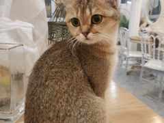 -共舞时光猫咖·狗咖(新街口店)