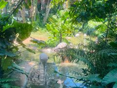 -海南热带野生动植物园