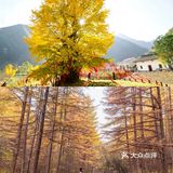 西安周边丨自驾秦岭红叶秘境,畅玩多彩之秋