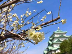-名古屋城