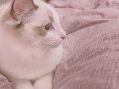 -袖虎·猫馆(体育西路店)