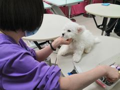 -北京观赏动物医院·24小时大型综合·猫专科·异宠专科