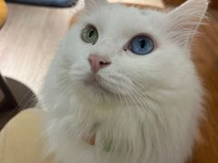 -有猫主题·治愈系猫咖(曾厝垵店)