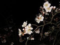 -白塘生态植物园