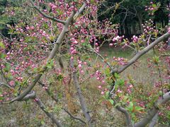 -昆山城市生态森林公园