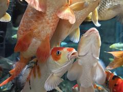 -上海海洋水族馆