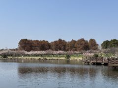 -上海海湾国家森林公园