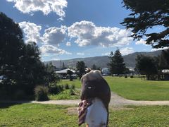 -Dooley's Premium Ice Cream