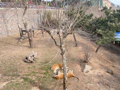 -西霞口神雕山野生动物世界