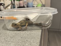 -酷以爬仙阁实体爬宠店·守宫·蜥蜴·专业繁育