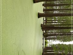 -渌洋湖湿地公园