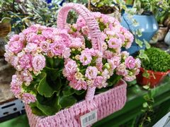 -朝来春花卉市场