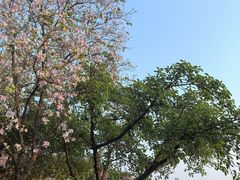 -顺峰山公园