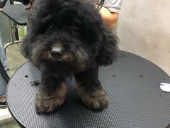 -PETKIT小佩宠物·低压洗护(国顺东路店)