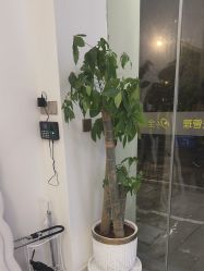 -苗方清颜专业祛痘·皮肤管理