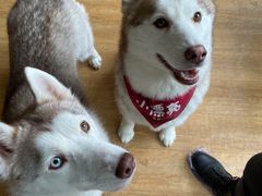 -Husky Go! 哈士奇体验馆·宠物咖啡厅狗咖