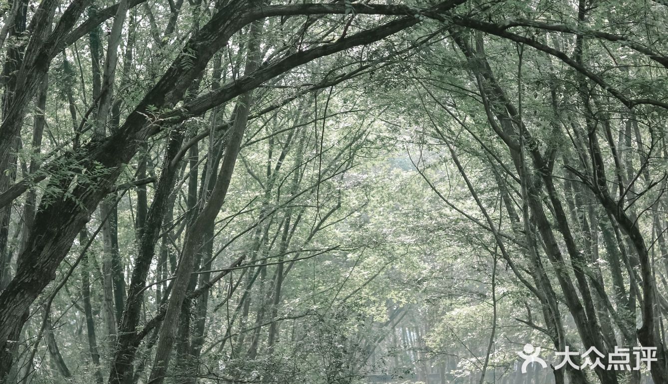 黄山·西溪南古村落 | 闯入童话中的绿野仙踪