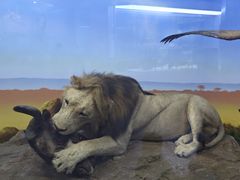 -国家自然博物馆