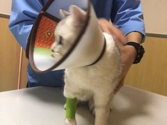 -宠颐生维康宠物医院(金丰店)
