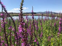 -塞罕坝国家级自然保护区