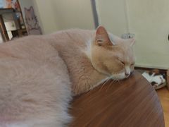 -lincat·猫舍(广州店)