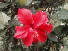 花-西昌邛海宾馆