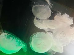 -西雅图水族馆