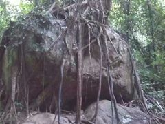 android_upload_pic-莫里热带雨林景区