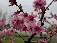 -前小桔亲子创意农场·草莓采摘·露营烧烤