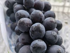 -马陆小张葡萄园农家乐