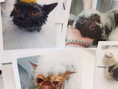 -PETKIT 小佩宠物·低压洗护·美容·寄养(安远店)