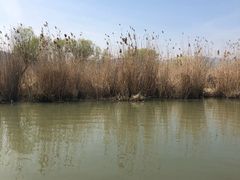 景点-长兴太湖图影湿地文化园