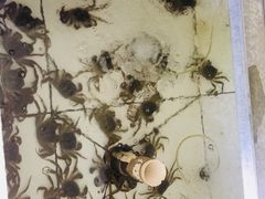 -丫丫蟹庄·苏式园林农家乐·阳澄湖大闸蟹(阳澄湖莲花岛店)