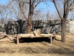 -北京野生动物园