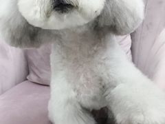 -宠物家(角门东店)