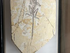 -辽宁古生物博物馆