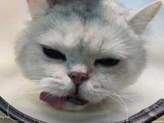 -爱诺耐芙动物医院(万博店)